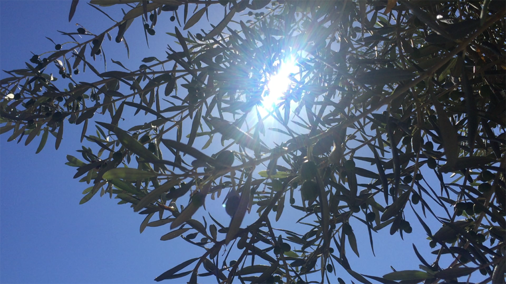 Sunlight through olive leaves representing the sensation of home in a near-death experience.